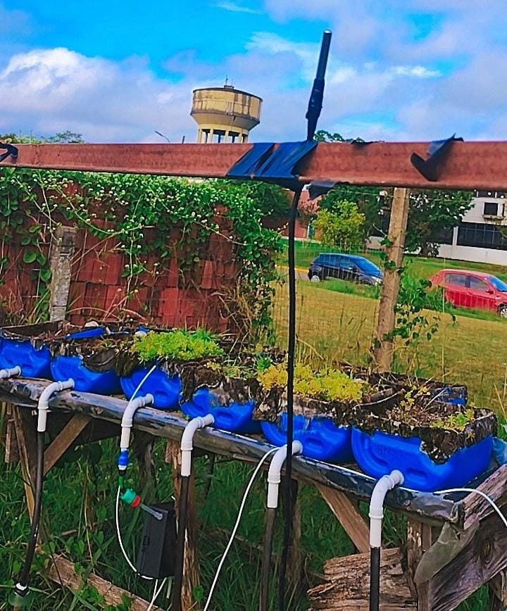 Módulos experimentais de telhados verdes