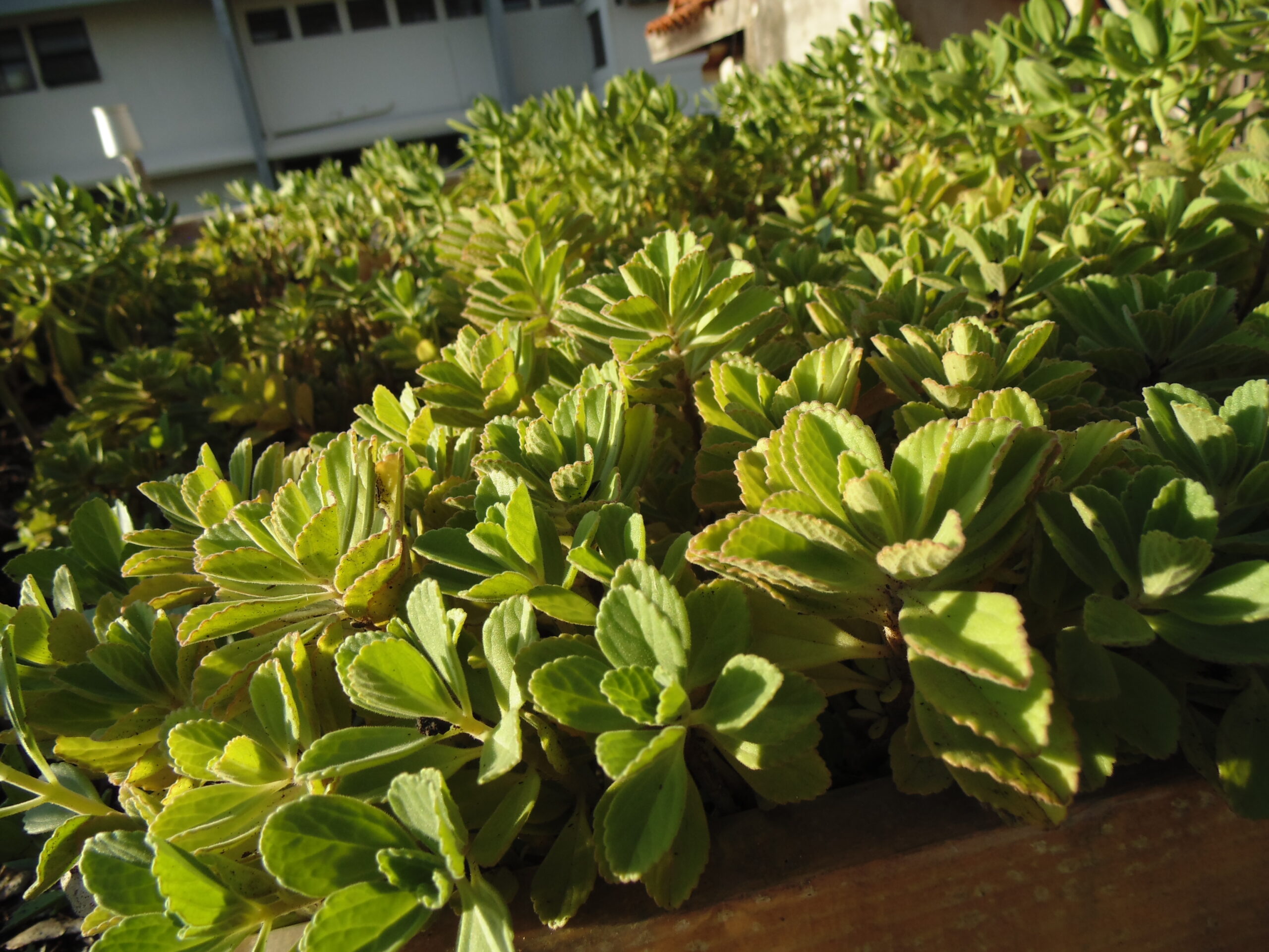 Vegetação em módulo experimental de infraestrutura verde