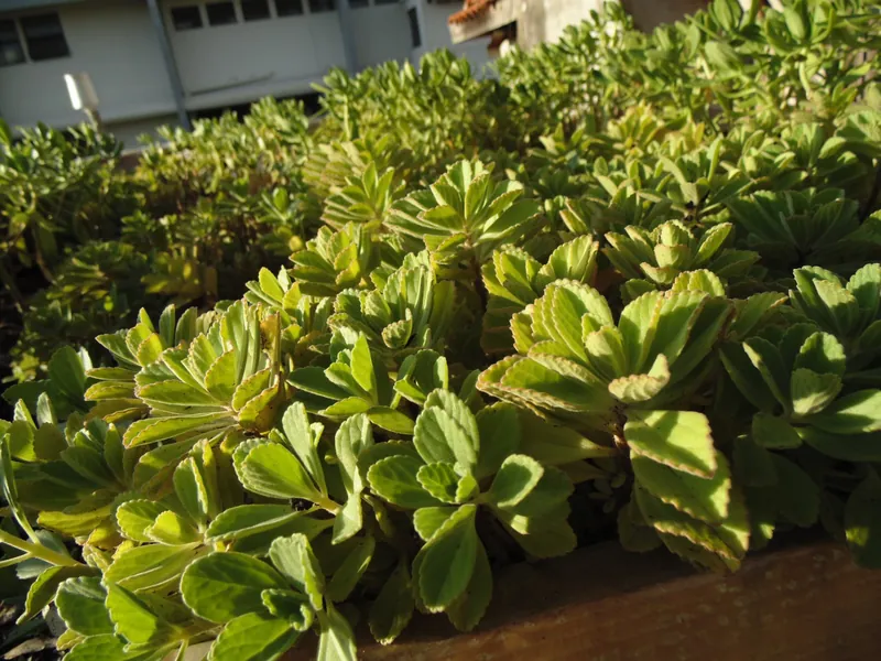 Vegetação em módulo experimental de infraestrutura verde